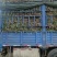 河南2026年新蒜辩子蒜大量供应，辫子蒜打定金加工