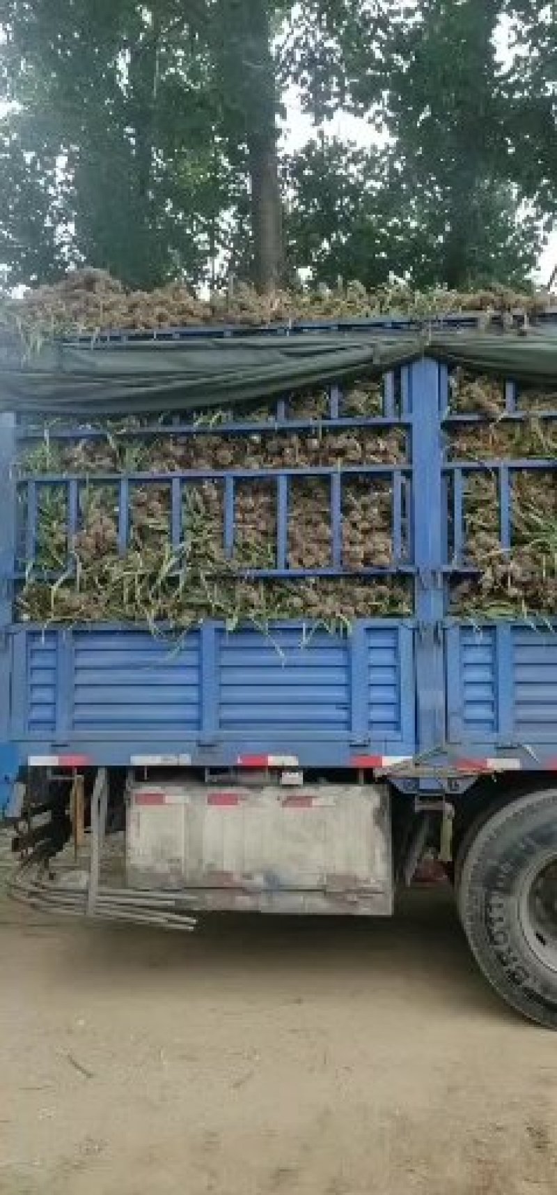 河南2026年新蒜辩子蒜大量供应，辫子蒜打定金加工