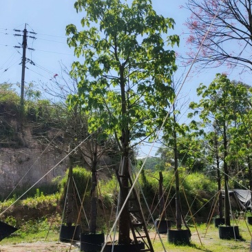 澳洲火焰木移植苗地苗大量供应