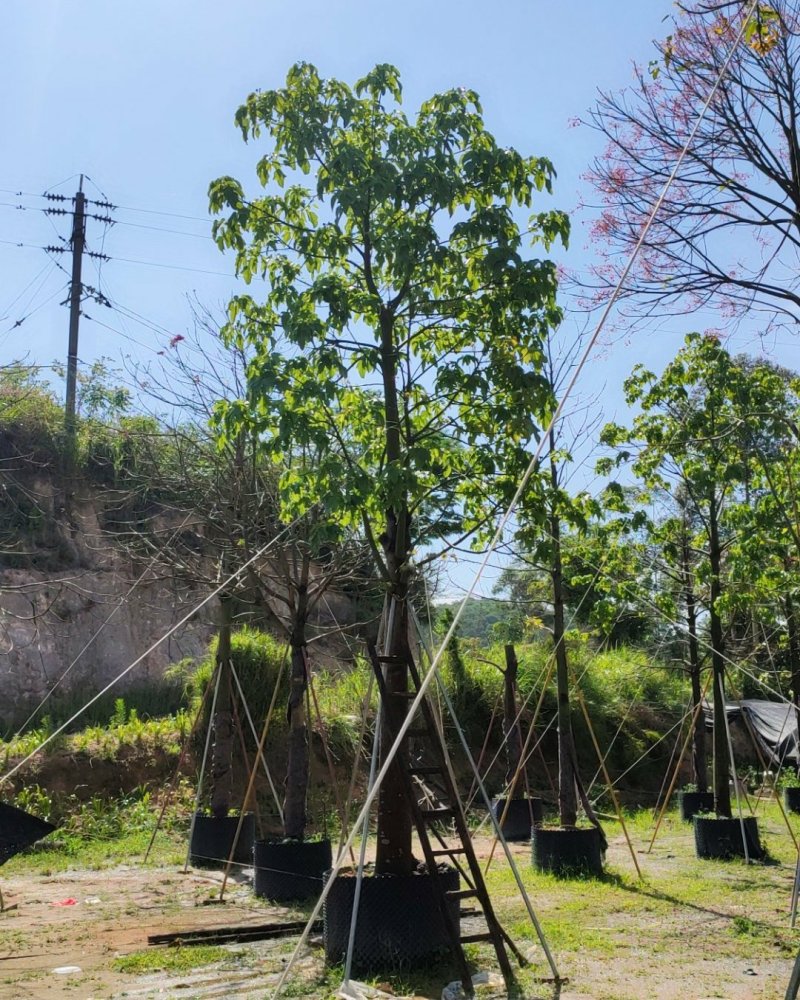 澳洲火焰木移植苗地苗大量供应