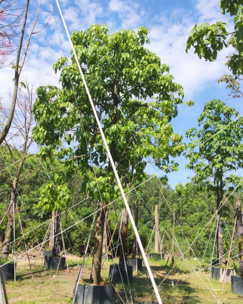 澳洲火焰木移植苗地苗大量供应