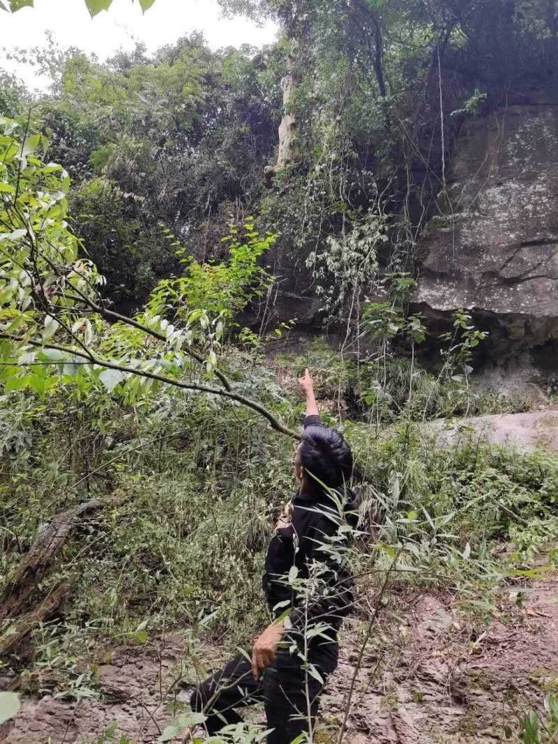 马林光金丝楠木阴沉便宜甩卖下山桩乱象！！