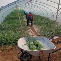 8424西瓜开始大量上市