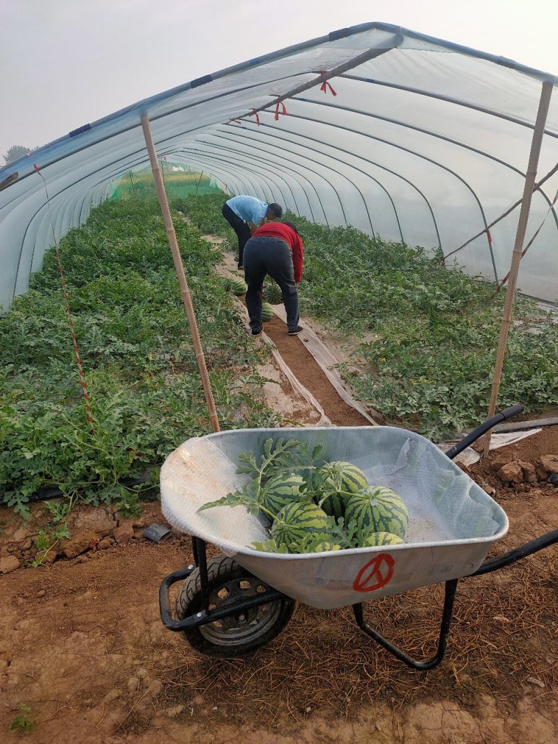 8424西瓜开始大量上市
