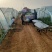 8424西瓜开始大量上市