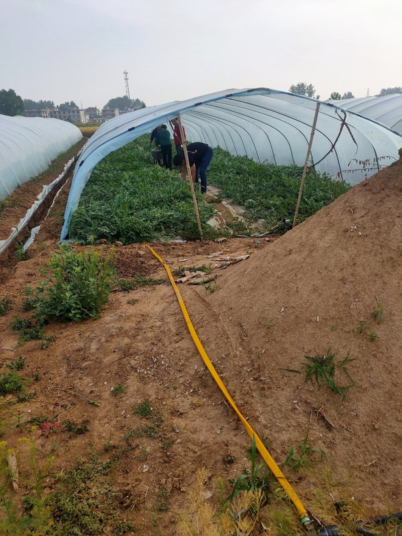 8424西瓜开始大量上市