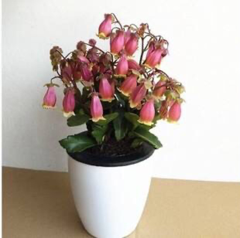 倒挂金钟灯笼花吊钟海棠