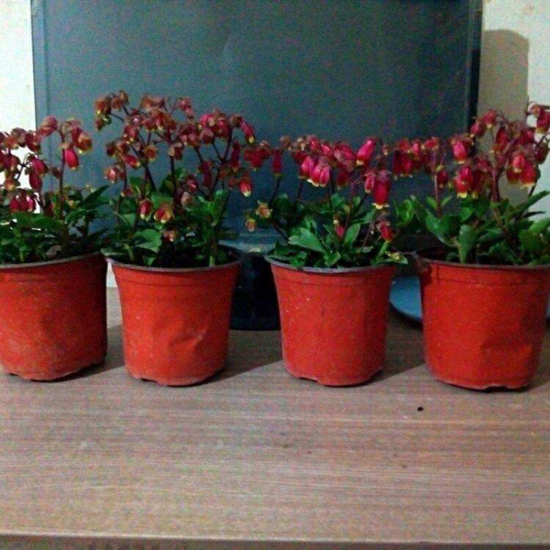 倒挂金钟灯笼花吊钟海棠