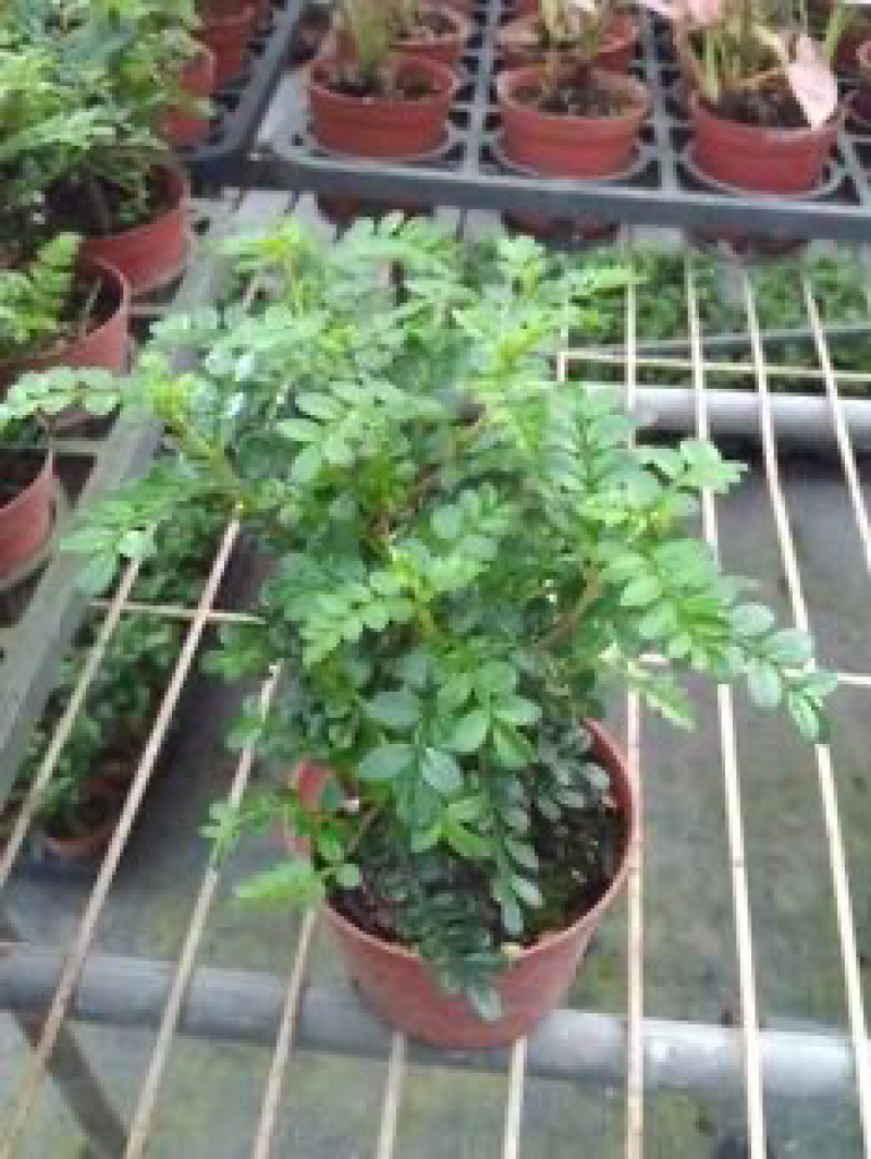 清香木驱蚊味香