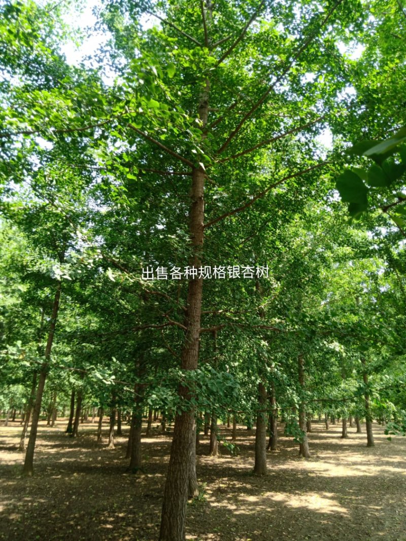 银杏树，1～40公分大量出售，质量好，价格低，基地直供