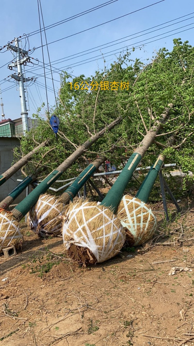 银杏树，1～40公分大量出售，质量好，价格低，基地直供