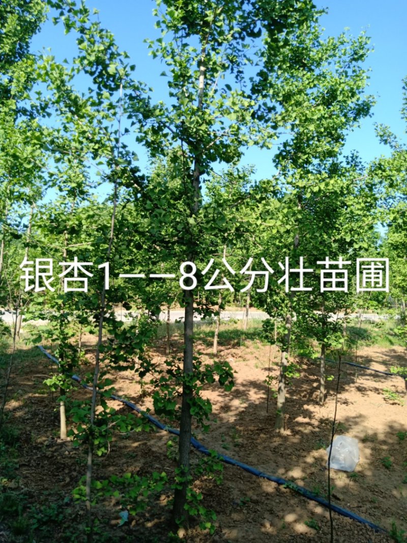 银杏树，1～40公分大量出售，质量好，价格低，基地直供