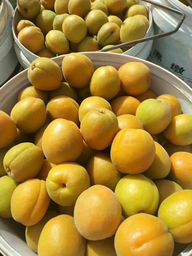 金太阳杏
