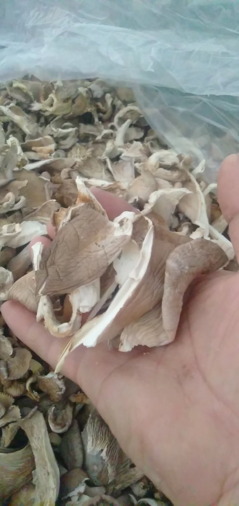 大量批发优质平菇条干干货