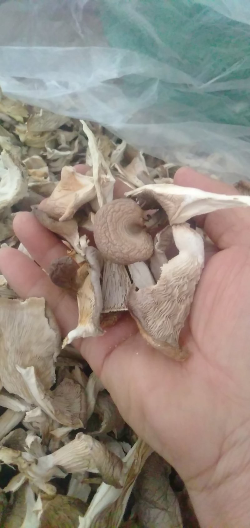 大量批发优质平菇条干干货