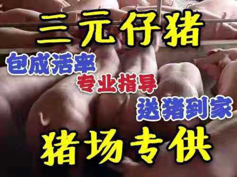 猪场出售纯种（二元母猪、太湖二代、苏太黑母猪）
