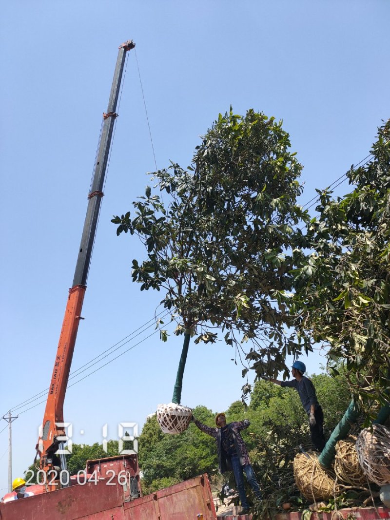 枇杷树，20公分，杆直冠圆，支持线上保障交易