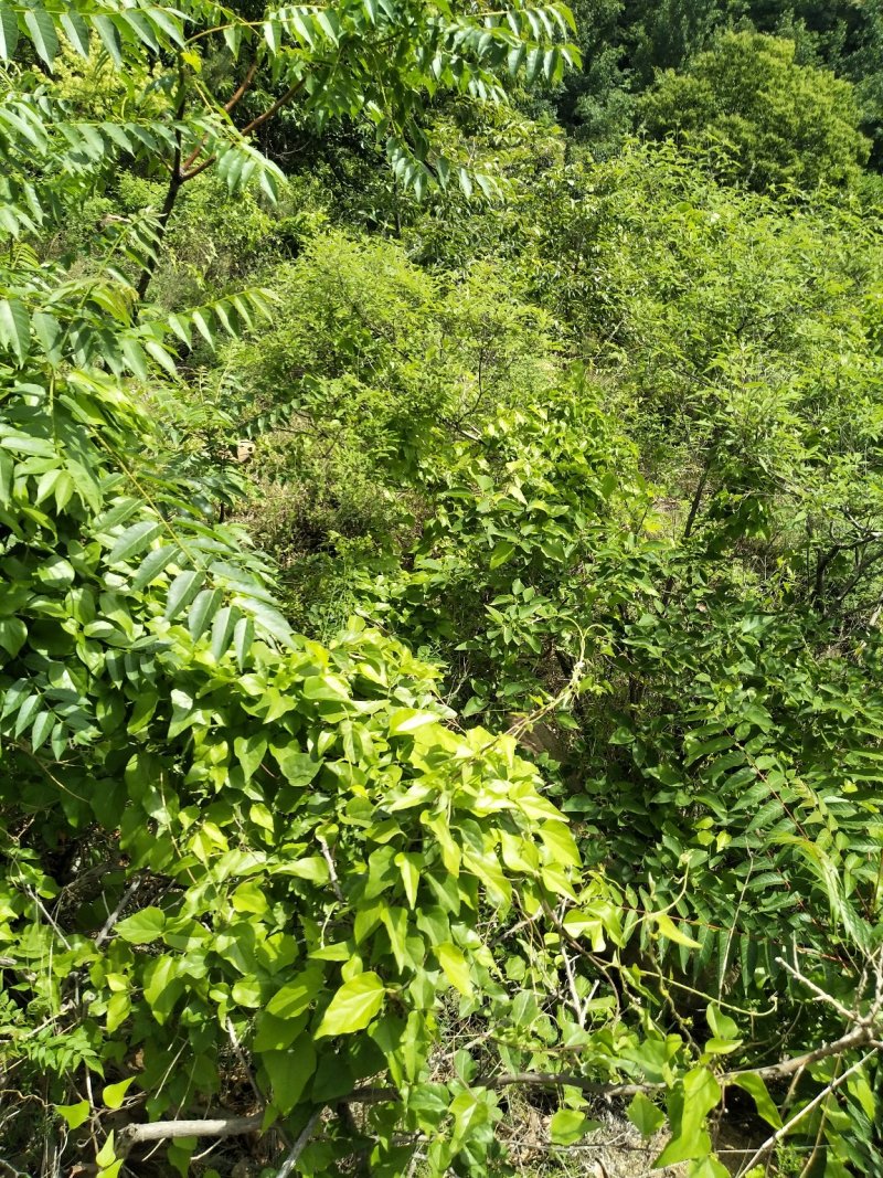 大量现货供应精品一级柿子树8-10公分
