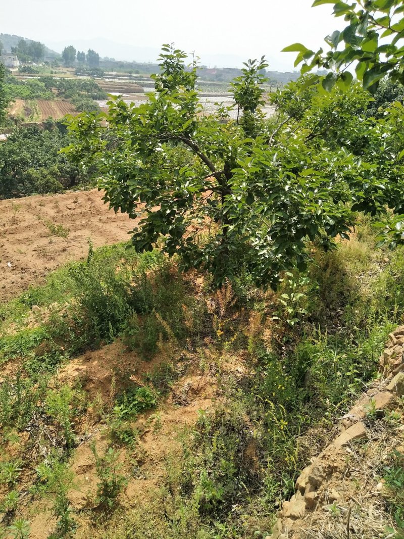 大量现货供应精品一级柿子树8-10公分