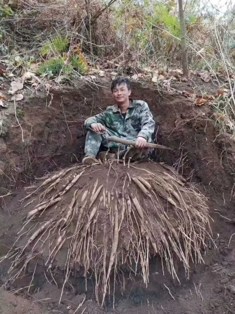 百部苗山地百部露天育苗