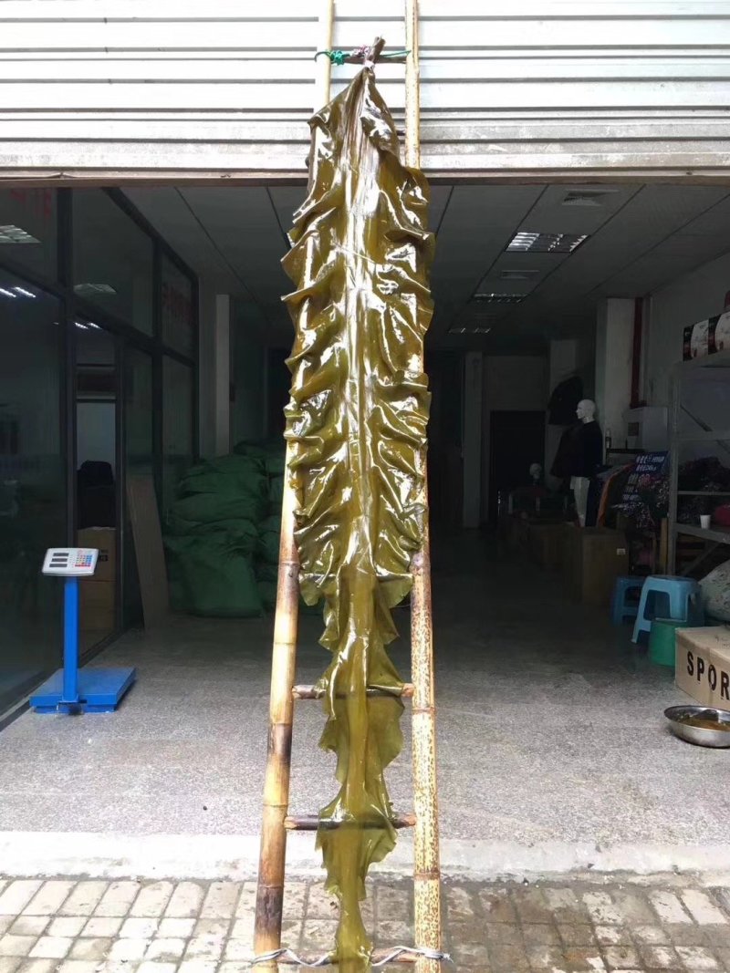 海带皮干海带大连海带山东海带福建水产干货海带批发
