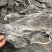 海带皮干海带大连海带山东海带福建水产干货海带批发