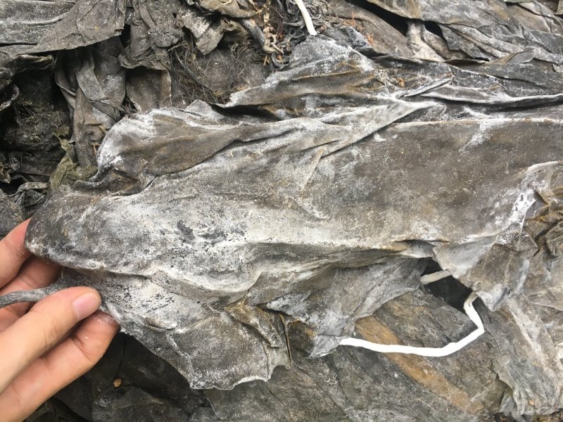 海带皮干海带大连海带山东海带福建水产干货海带批发