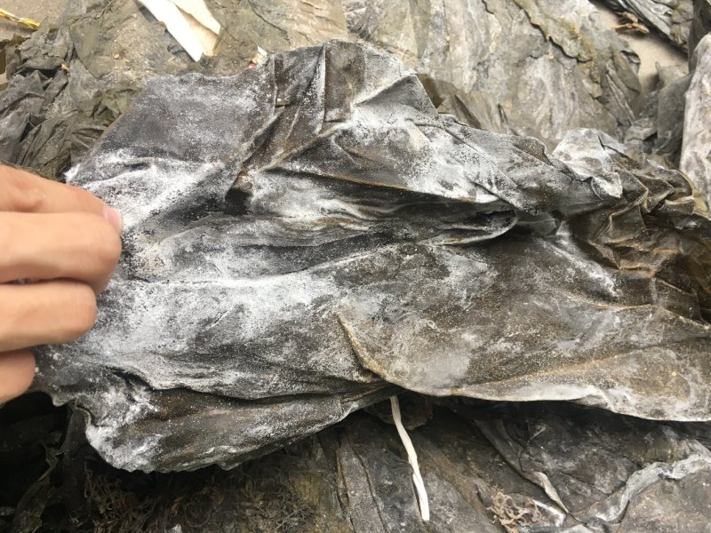 海带皮干海带大连海带山东海带福建水产干货海带批发