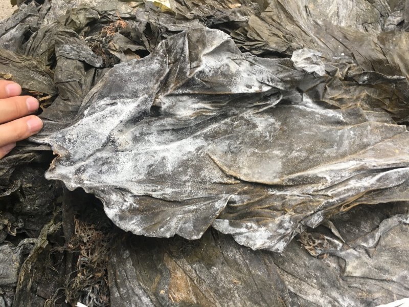 海带皮干海带大连海带山东海带福建水产干货海带批发