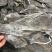 海带皮干海带大连海带山东海带福建水产干货海带批发