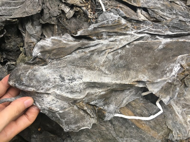 海带皮干海带大连海带山东海带福建水产干货海带批发