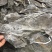 海带皮干海带大连海带山东海带福建水产干货海带批发