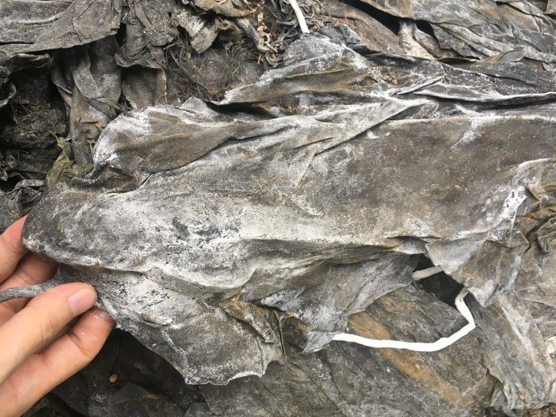 海带皮干海带大连海带山东海带福建水产干货海带批发