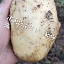 精品土豆
