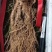 9年头半斤鲜参