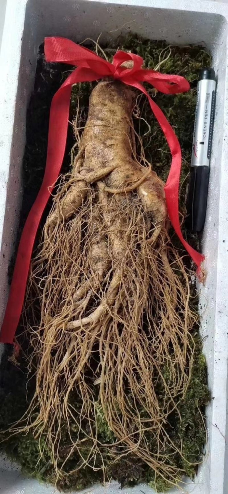 9年头半斤鲜参