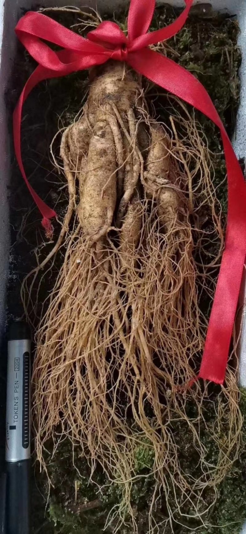 9年头半斤鲜参