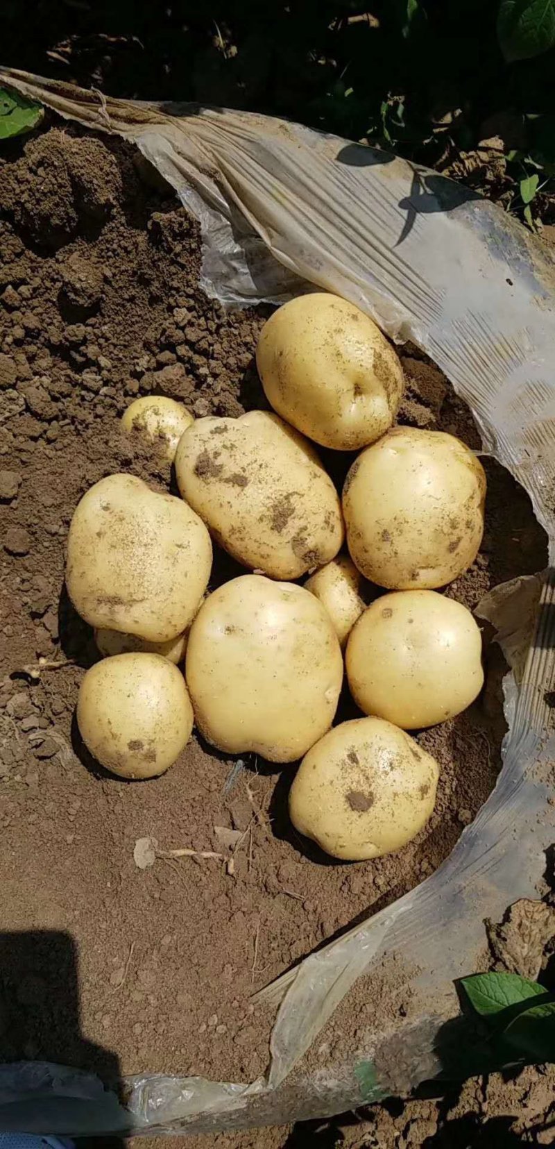 精品土豆沃土，实验一，泰和六基地直供超市市场