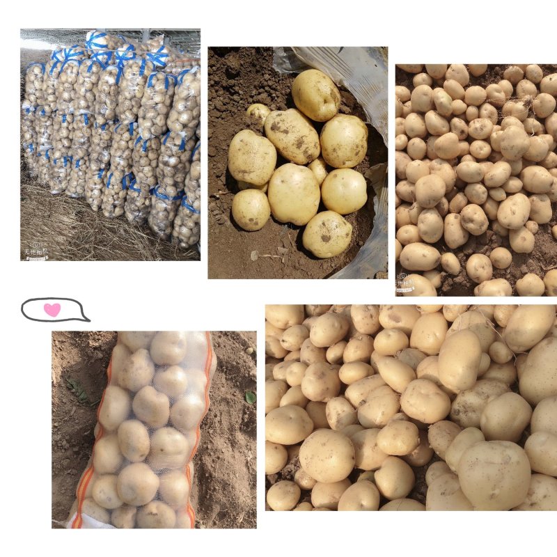 精品土豆沃土，实验一，泰和六基地直供超市市场