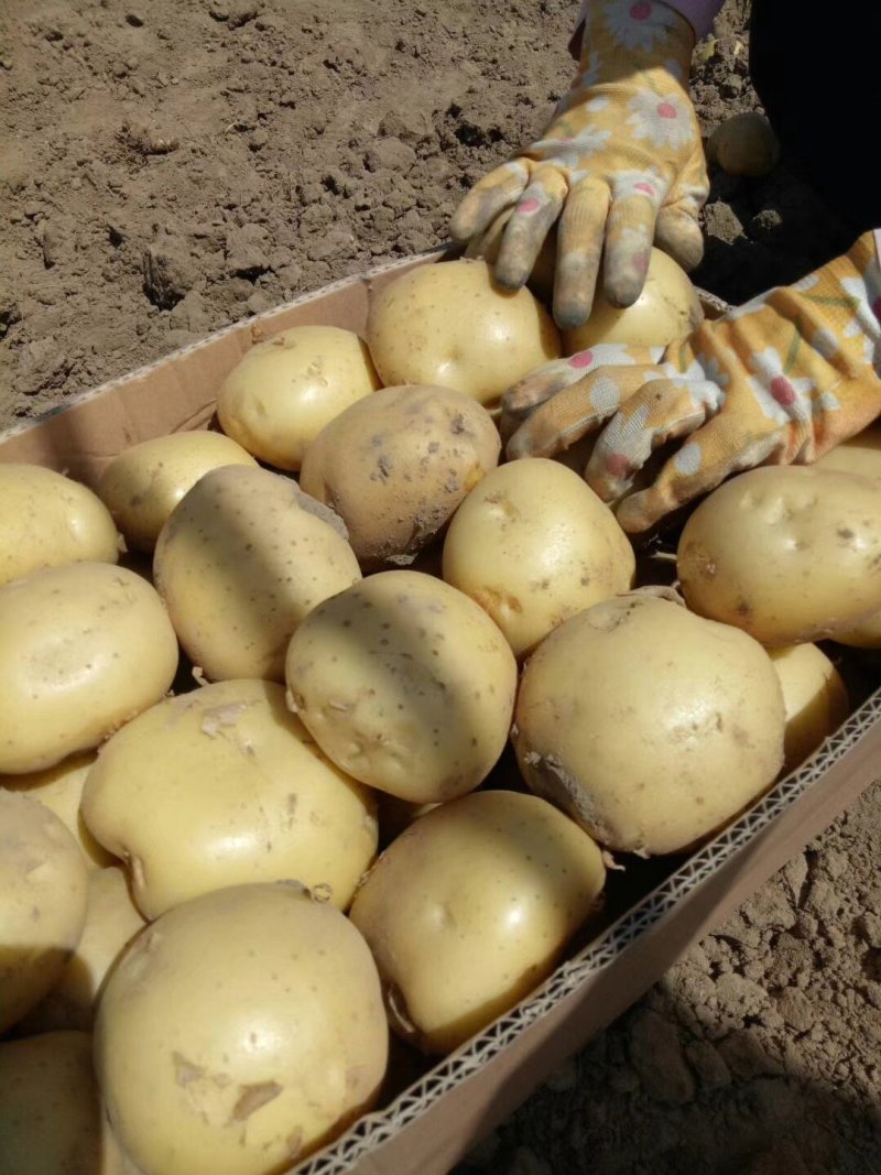 精品土豆沃土，实验一，泰和六基地直供超市市场