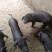 猪场出售纯种（二元母猪、太湖二代、苏太黑母猪）