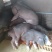 猪场出售纯种（二元母猪、太湖二代、苏太黑母猪）