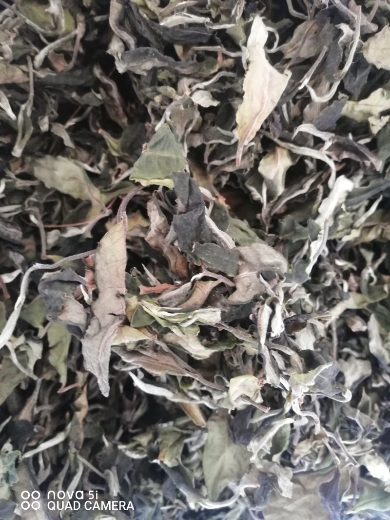 古树茶叶