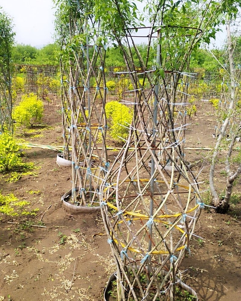 桃叶卫矛，编织花瓶、花柱造型开原市陈革苗圃直销