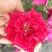 玫瑰花瓣