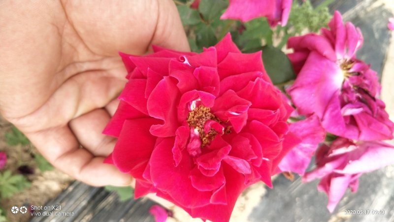 玫瑰花瓣