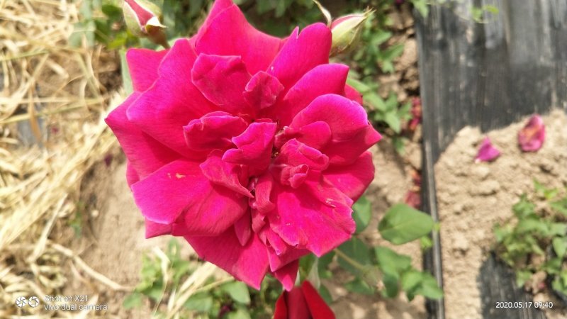 玫瑰花瓣
