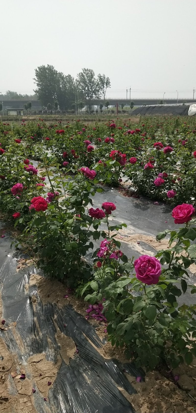 玫瑰花瓣