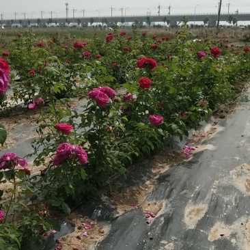玫瑰花瓣