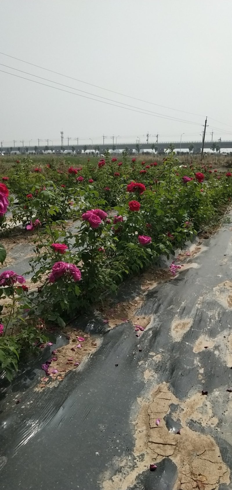 玫瑰花瓣